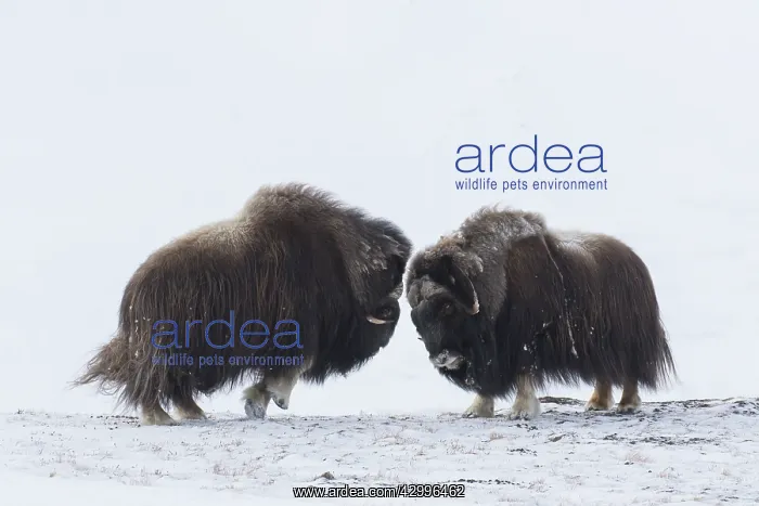 : Muskox - two adult males fighting on snow covered : Muskox - two adult males fighting on snow covered