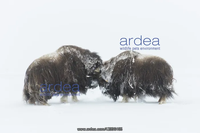 : Muskox - two adult males fighting on snow covered : Muskox - two adult males fighting on snow covered