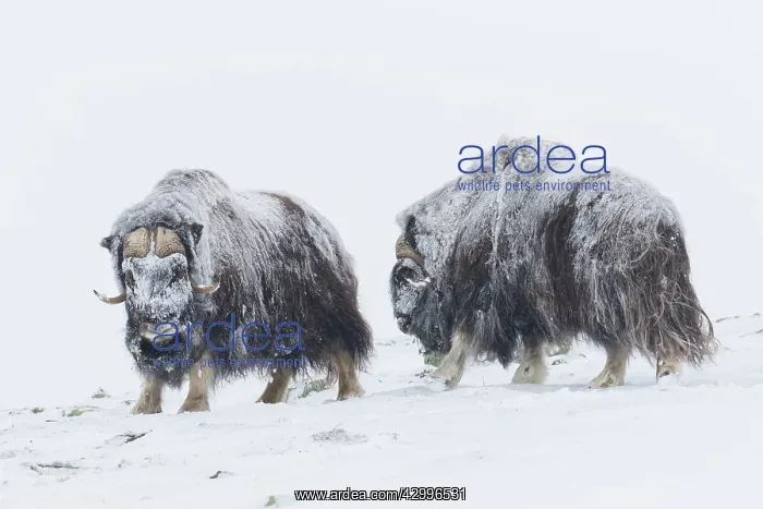 : Muskox - two adult males fighting on snow covered : Muskox - two adult males fighting on snow covered