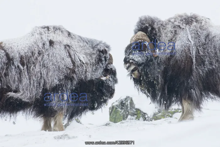 : Muskox - two adult males fighting on snow covered : Muskox - two adult males fighting on snow covered