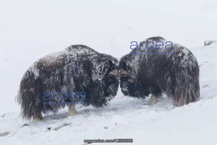 : Muskox - two adult males fighting on snow covered : Muskox - two adult males fighting on snow covered