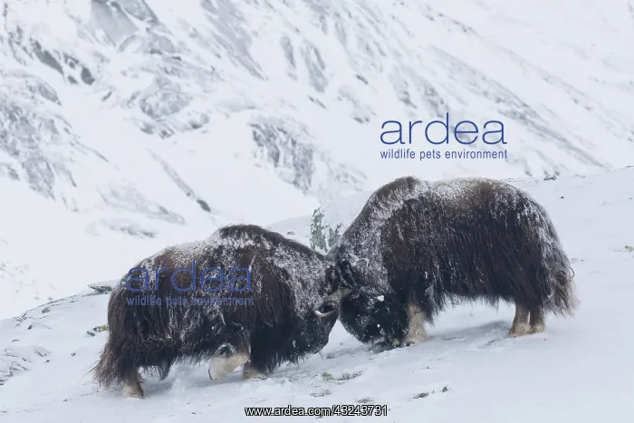  : Muskox - two adult males fighting on snow covered
