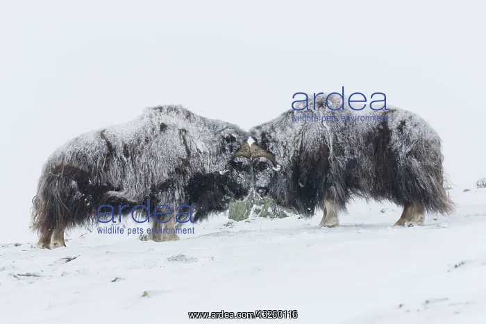 : Muskox - two adult males fighting on snow covered : Muskox - two adult males fighting on snow covered