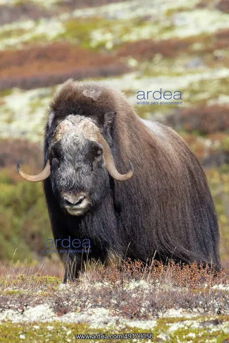 : Muskox Bull : Muskox Bull