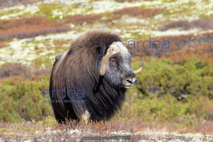 : Muskox Bull : Muskox Bull