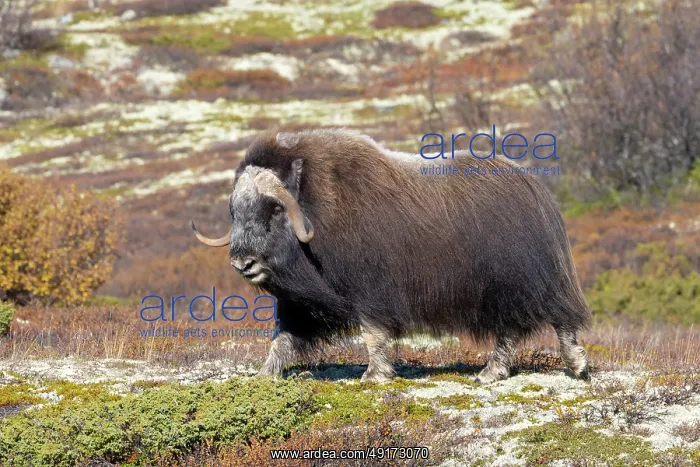 : Muskox Bull : Muskox Bull