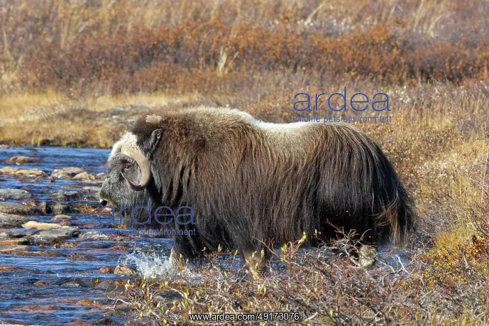 : Muskox Bull : Muskox Bull