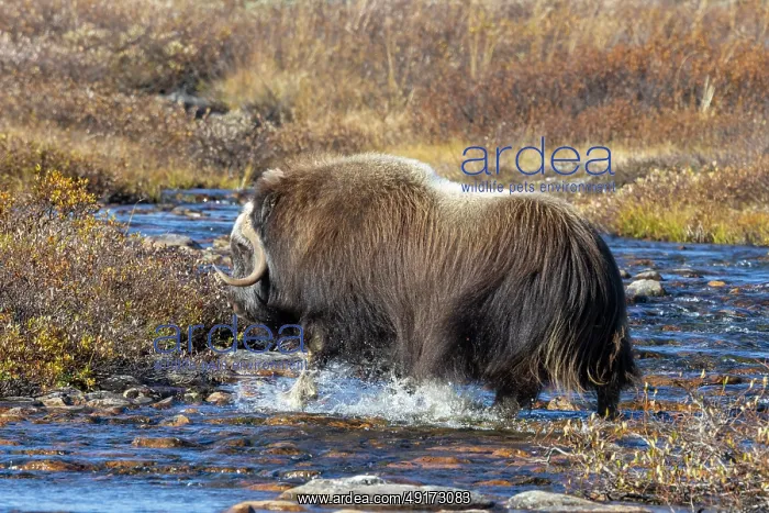 : Muskox Bull : Muskox Bull