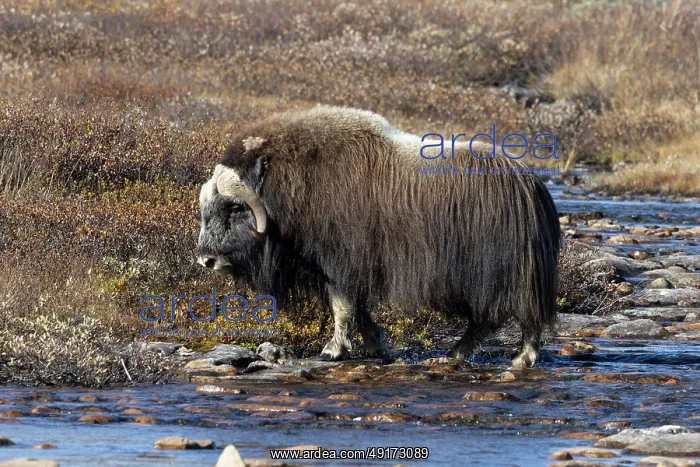  : Muskox Bull