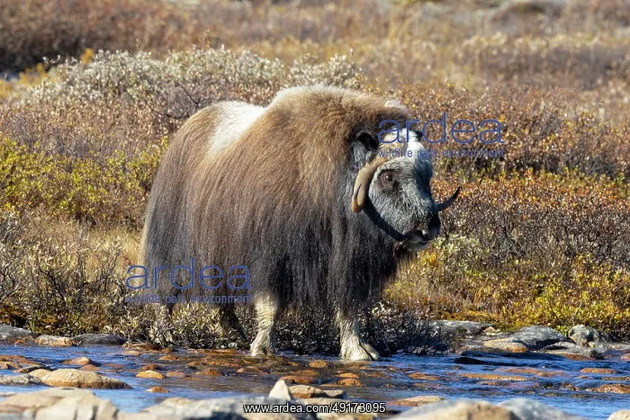 : Muskox Bull : Muskox Bull