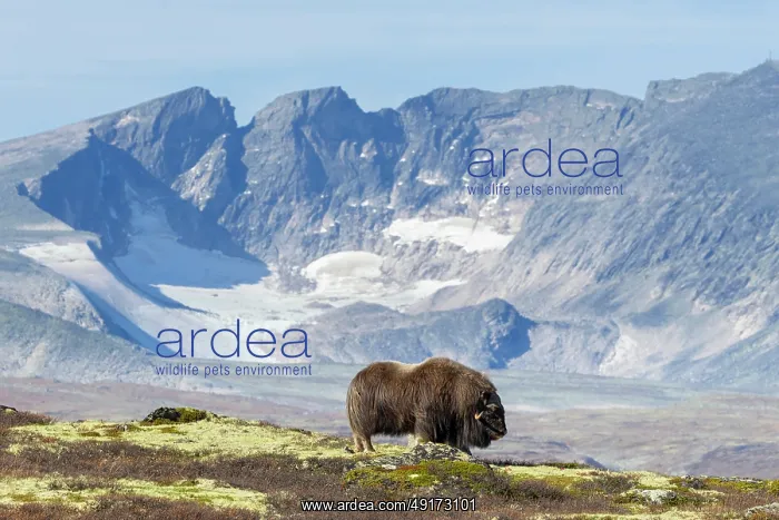 : Muskox Bull : Muskox Bull