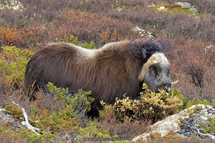 : Muskox Bull : Muskox Bull