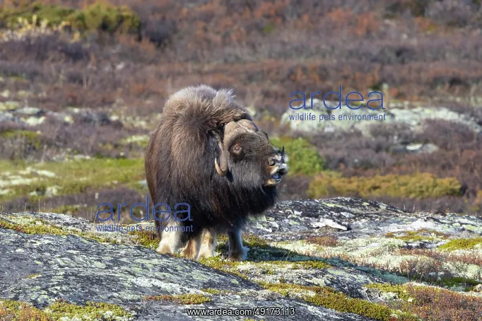 : Muskox Bull : Muskox Bull