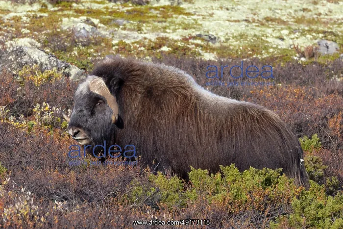 : Muskox Bull : Muskox Bull