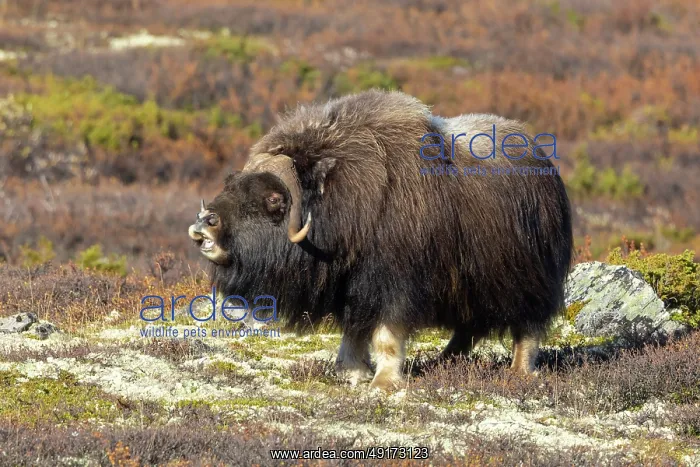 : Muskox Bull : Muskox Bull