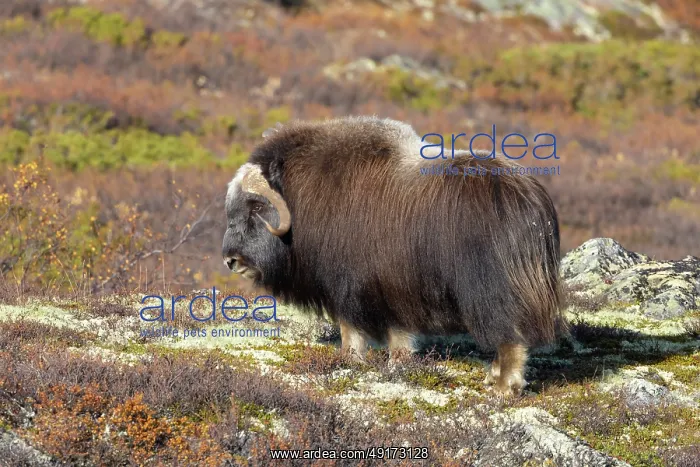 : Muskox Bull : Muskox Bull