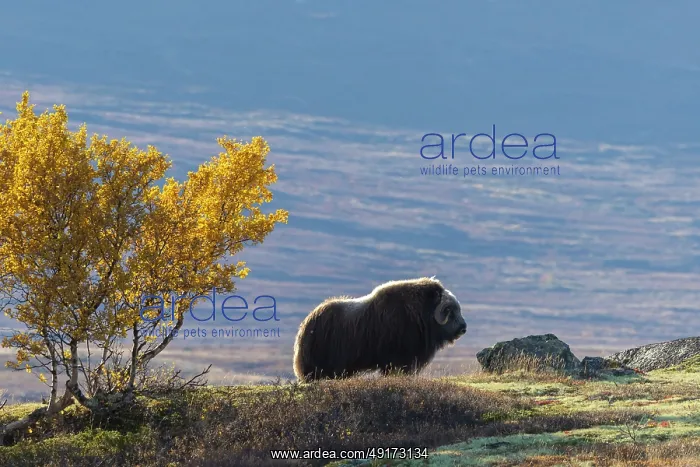 : Muskox Bull : Muskox Bull