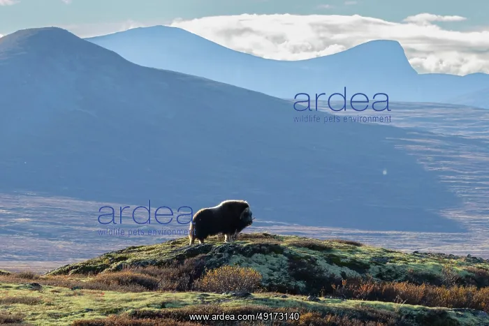 : Muskox Bull : Muskox Bull