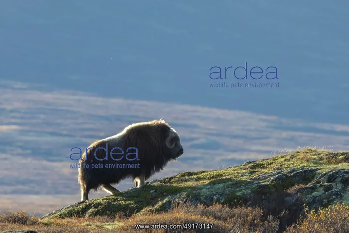 : Muskox Bull : Muskox Bull