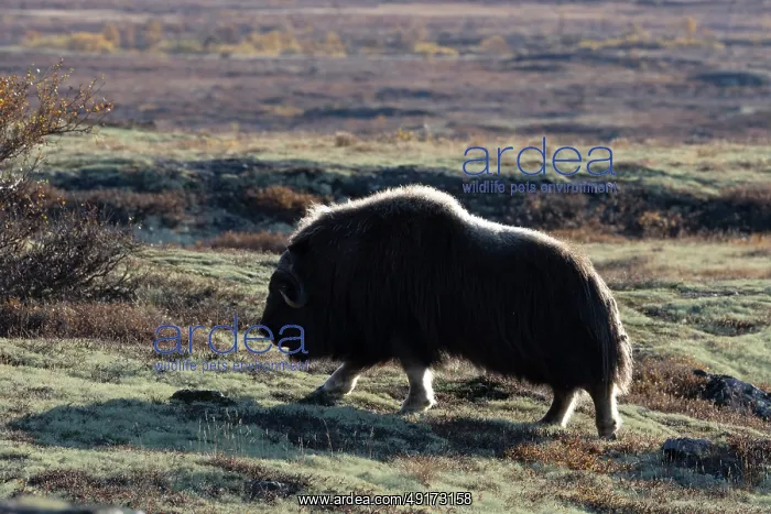 : Muskox Bull : Muskox Bull