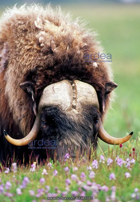 : Muskox - bull, feeding - July : Muskox - bull, feeding - July