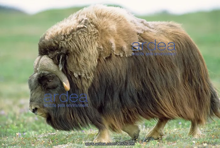 : Muskox - bull - July : Muskox - bull - July
