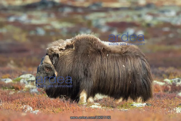 : Muskox bull Muskox bull in tundra in autumn Sunndalsfje : Muskox bull Muskox bull in tundra in autumn Sunndalsfje