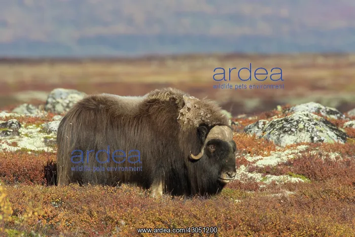 : Muskox bull Muskox bull in tundra in autumn Sunndalsfje : Muskox bull Muskox bull in tundra in autumn Sunndalsfje