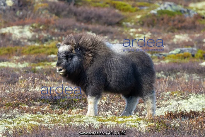 : Muskox calf : Muskox calf