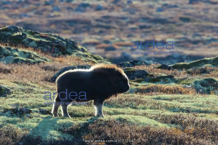 : Muskox calf : Muskox calf
