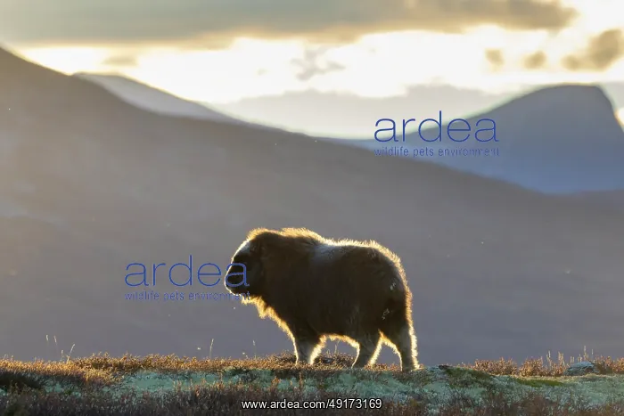 : Muskox calf : Muskox calf