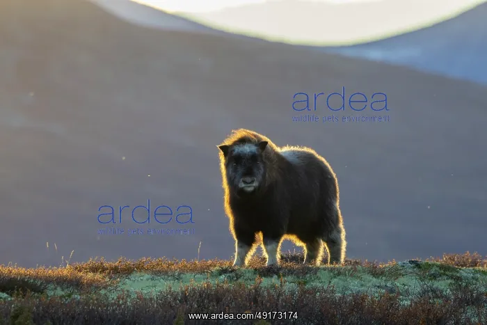 : Muskox calf : Muskox calf