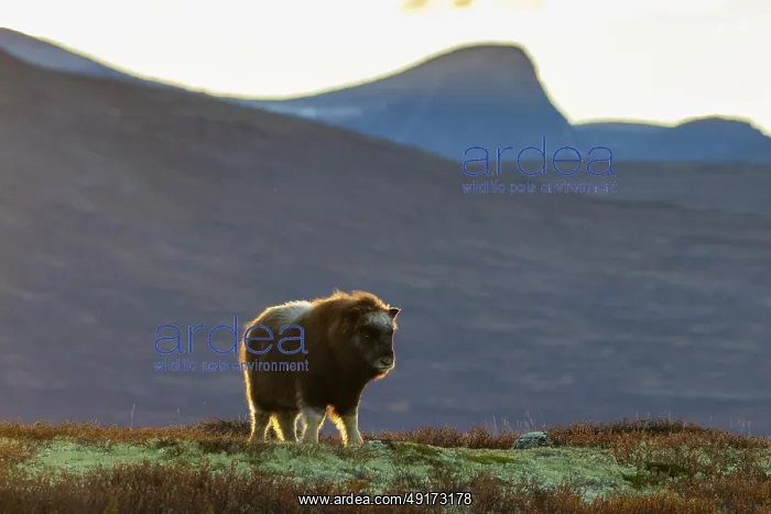 : Muskox calf : Muskox calf