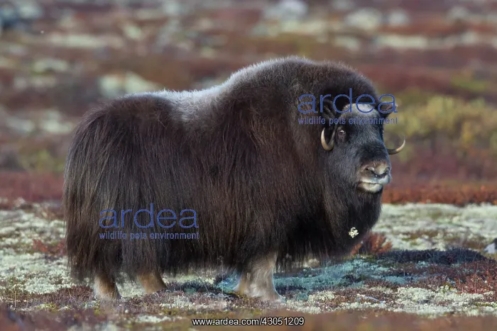 : Muskox cow Muskox cow on tundra in autumn Sunndalsfjell : Muskox cow Muskox cow on tundra in autumn Sunndalsfjell