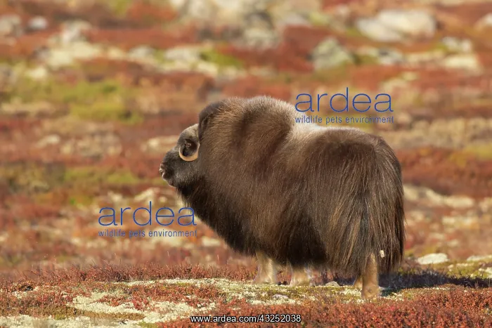 : Muskox cow Muskox cow on tundra in autumn Sunndalsfjell : Muskox cow Muskox cow on tundra in autumn Sunndalsfjell