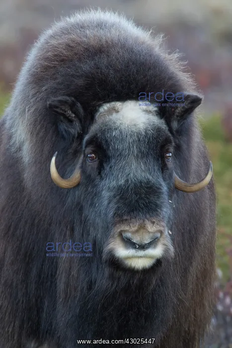 : Muskox cow portrait Muskox cow portrait Sunndalsfjella N : Muskox cow portrait Muskox cow portrait Sunndalsfjella N