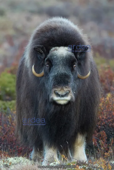 : Muskox cow portrait Muskox cow portrait Sunndalsfjella N : Muskox cow portrait Muskox cow portrait Sunndalsfjella N
