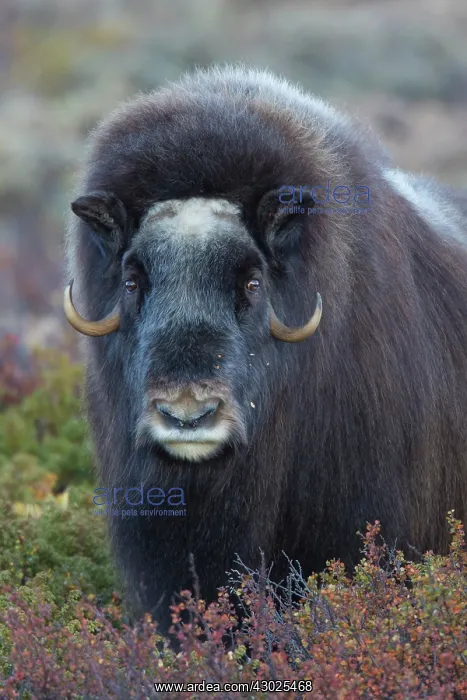 : Muskox cow portrait Muskox cow portrait Sunndalsfjella N : Muskox cow portrait Muskox cow portrait Sunndalsfjella N