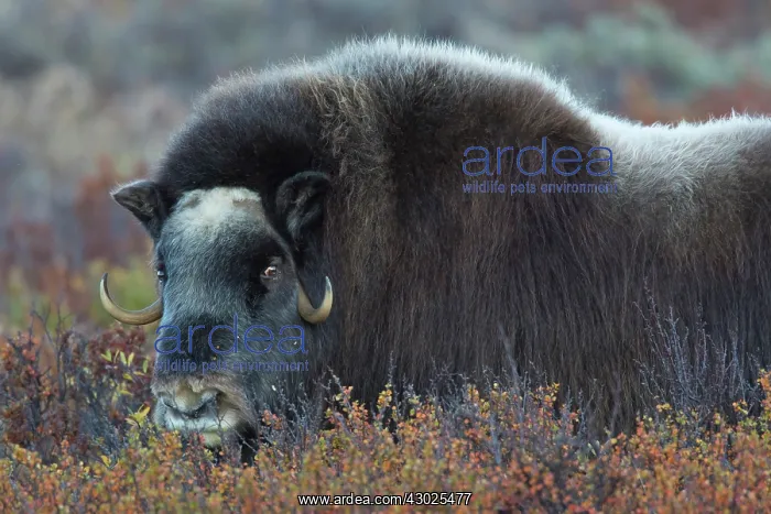 : Muskox cow portrait Muskox cow portrait Sunndalsfjella N : Muskox cow portrait Muskox cow portrait Sunndalsfjella N