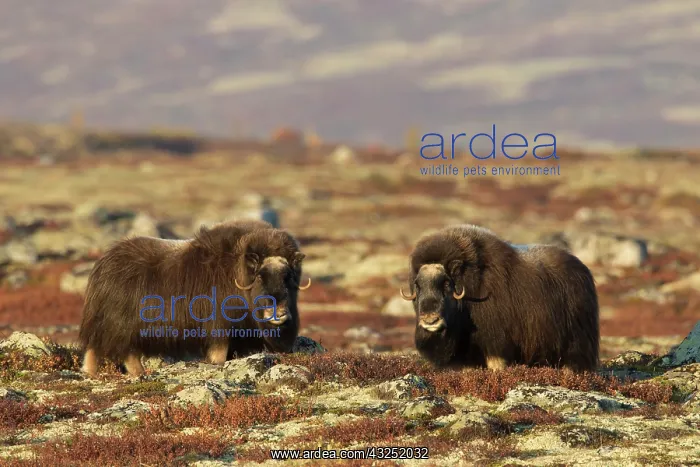 : Muskox cows Muskox cows in tundra in autumn Sunndalsfje : Muskox cows Muskox cows in tundra in autumn Sunndalsfje
