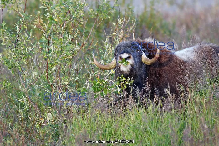 : Muskox - eating willow : Muskox - eating willow