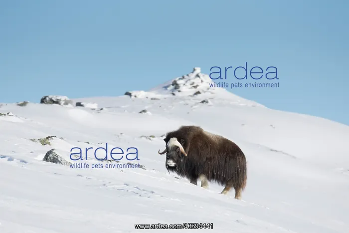 : Muskox female winter : Muskox female winter