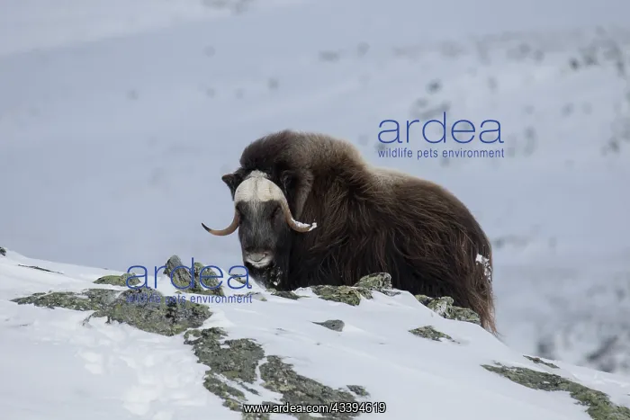 : Muskox female winter : Muskox female winter