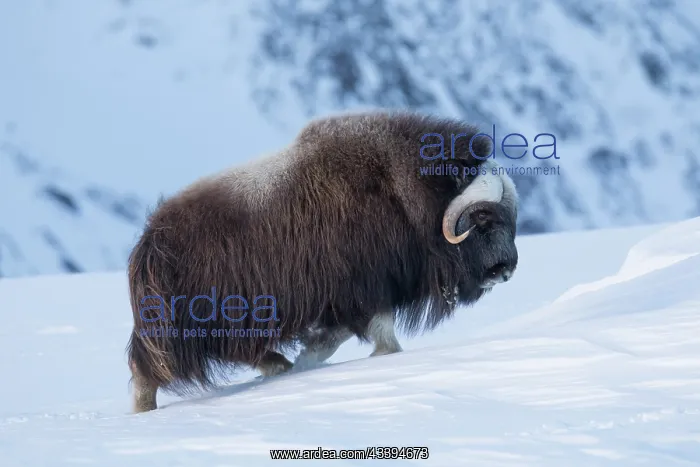 : Muskox female winter : Muskox female winter