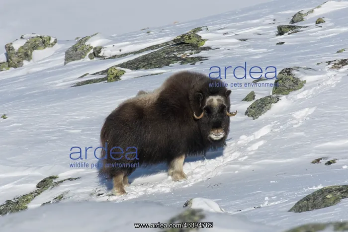: Muskox female winter : Muskox female winter