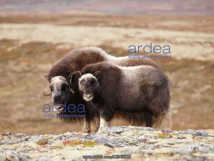: muskox - female and young : muskox - female and young