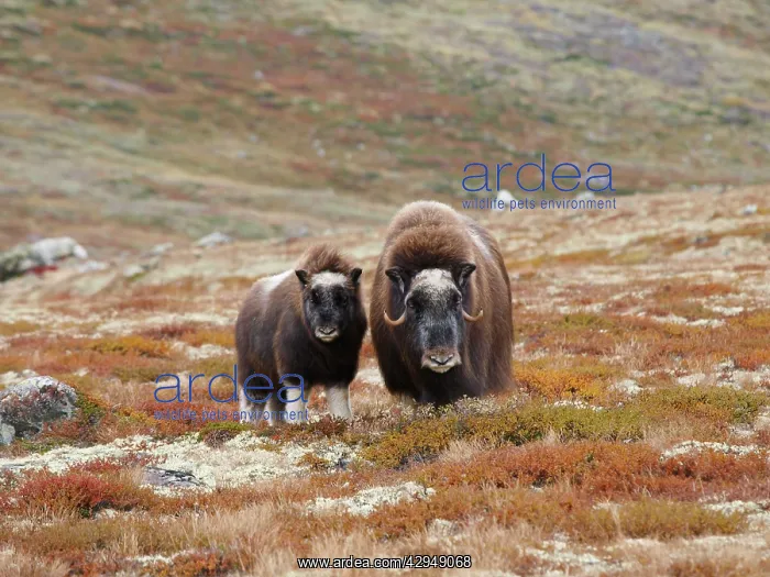 : Muskox - female and young : Muskox - female and young