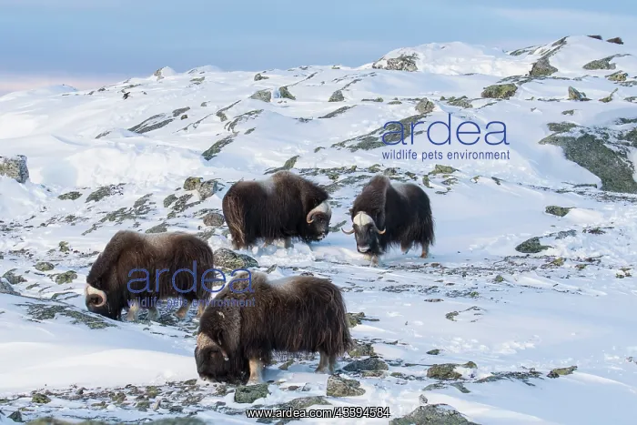 : Muskox group : Muskox group