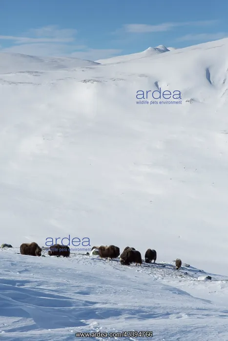 : Muskox group : Muskox group
