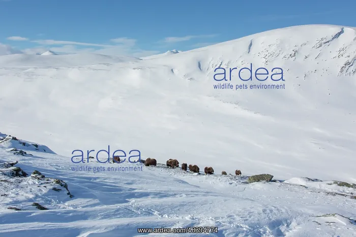: Muskox group : Muskox group